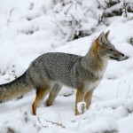 Gray Fox