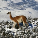 Guanaco in the snow