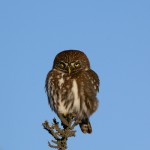 Austral Pygmy Owl on perch