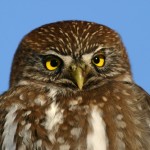 Austral Pygmy Owl