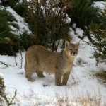 Puma Cub