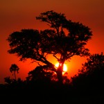 Okavango silhouette