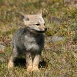 Gray fox cub