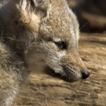 Gray fox cub