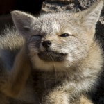 Gray fox cub