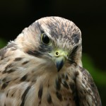 Lanner Falcon