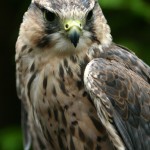 Lanner Falcon