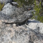 Table mountain lizard