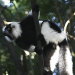 Black-and-white ruffed lemur