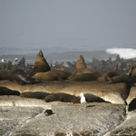 Fur seal colony