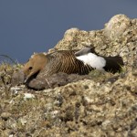 Upland goose sitting on nest