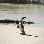 Jackass penguin on shore