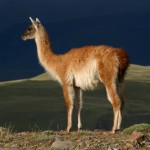 Guanaco against stormy sky