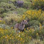 Puma among yellow flowers