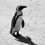 Jackass penguin