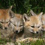 Gray Fox Cubs