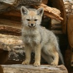 Gray Fox Cub