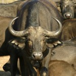 Water buffalo