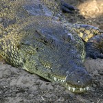 Crocodile smile