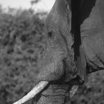 Elephant profile