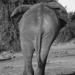 Elephant rear