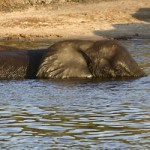 Elephant swimming