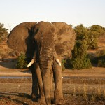 African elephant