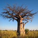 Baobab tree, Botswana