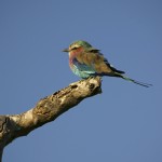 Lilac breasted roller