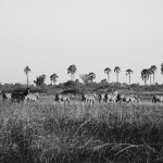 Zebra herd