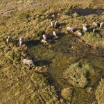 Elephants from above