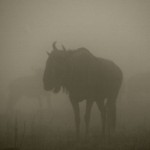 Wildebeest in the mist