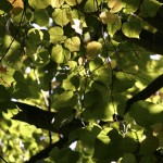 Dappled light