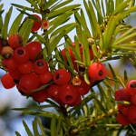 Winter berries