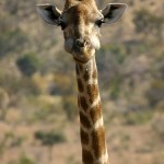 Giraffe