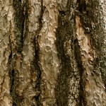 Tree bark