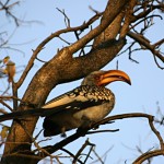 Hornbill