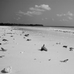 Shell covered shore, Zanzibar