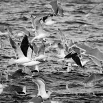 Gulls