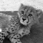 Cheetah cub