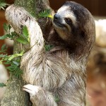 Sloth