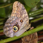 Owl butterfly