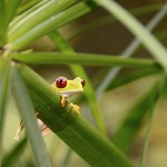 Red-eyed tree frog