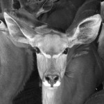 Kudu female