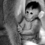 Macaque baby