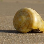 Shell