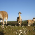 Guanacos on guard