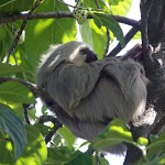 Sloth sleeping in tree