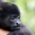 Howler monkey baby