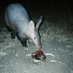 Aardvark